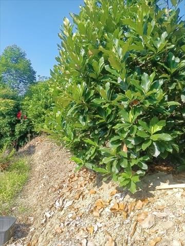 榴槤蜜 產品圖片（產品編號 468205）