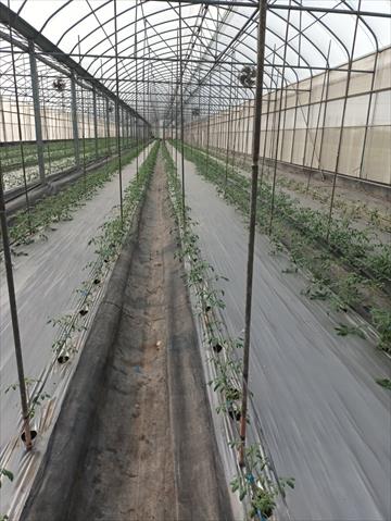 番茄(含小番茄) 產品圖片（產品編號 468208）