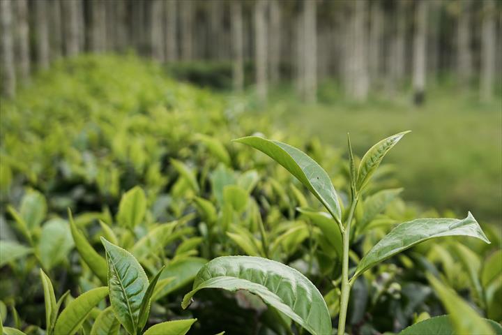 茶製品-茶 產品圖片（產品編號 468256）