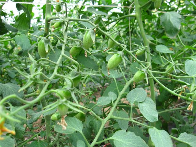 番茄(含小番茄) 產品圖片（圖片編號 620830）