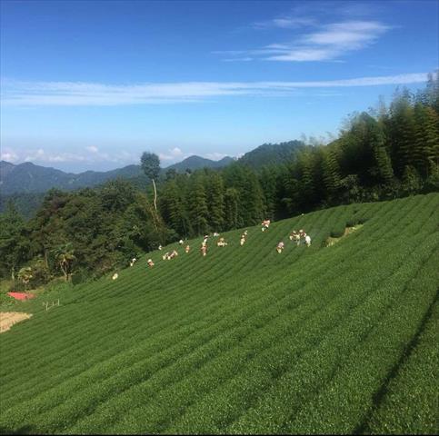茶製品-茶 產品圖片（產品編號 470024）