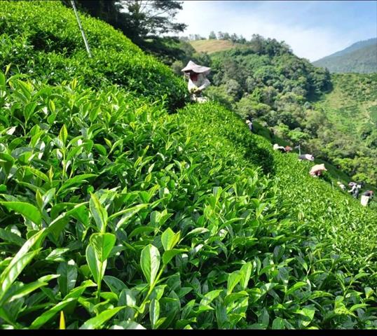 茶製品-茶 產品圖片（圖片編號 621414）