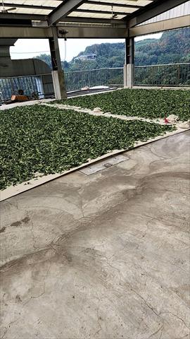 茶製品-茶 產品圖片（圖片編號 621416）