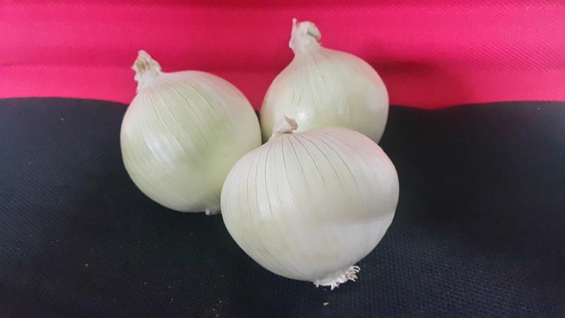 洋蔥 產品圖片（圖片編號 621516）