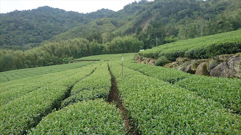 茶製品-茶 產品圖片（產品編號 470173）