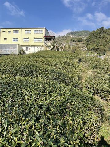 茶製品-茶 產品圖片（圖片編號 622245）