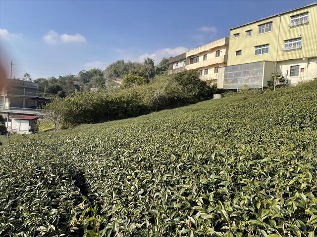 茶製品-茶 產品圖片（圖片編號 622246）