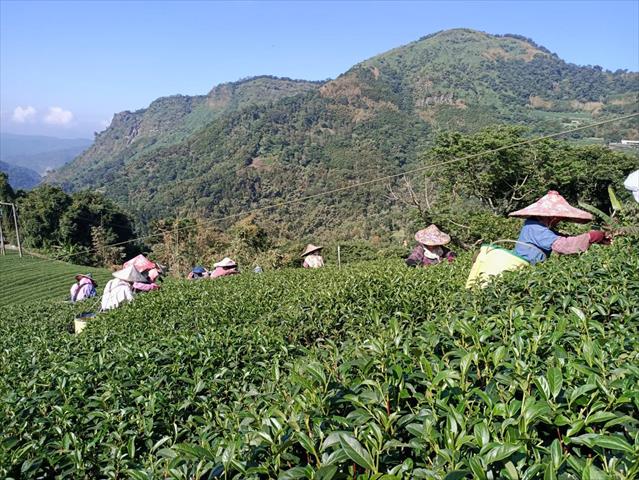 茶製品-茶 產品圖片（圖片編號 622249）