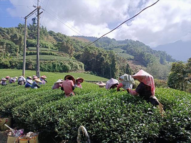 茶製品-茶 產品圖片（圖片編號 622250）