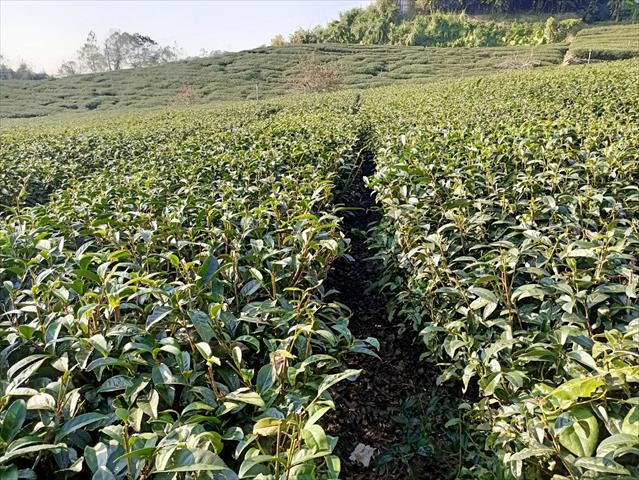 茶製品-茶 產品圖片（圖片編號 622251）