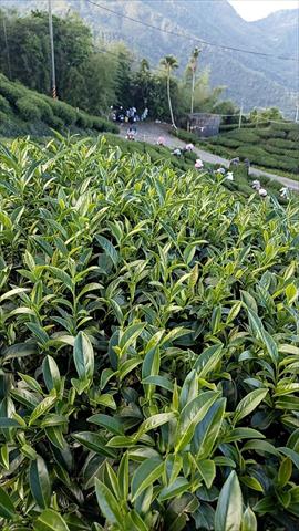 茶製品-茶 產品圖片（產品編號 470579）