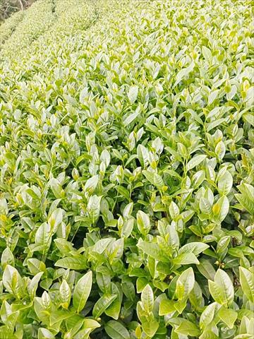 茶製品-茶 產品圖片（圖片編號 622254）