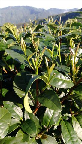 茶製品-茶 產品圖片（圖片編號 622255）