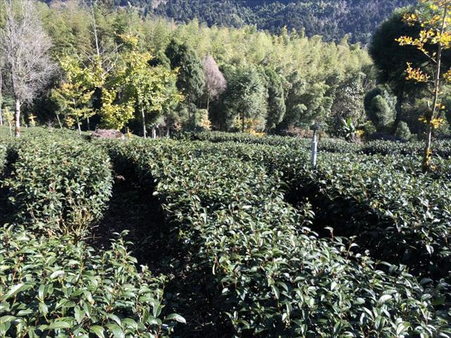 茶製品-茶 產品圖片（圖片編號 622257）