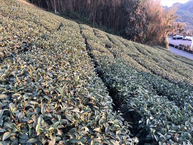 茶製品-茶 產品圖片（圖片編號 622949）