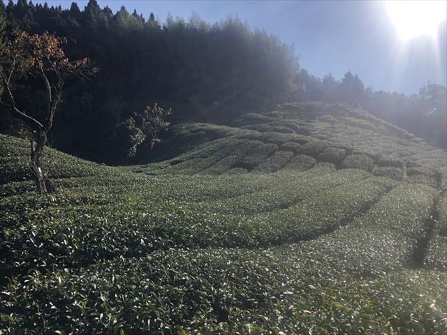 茶製品-茶 產品圖片（產品編號 470676）
