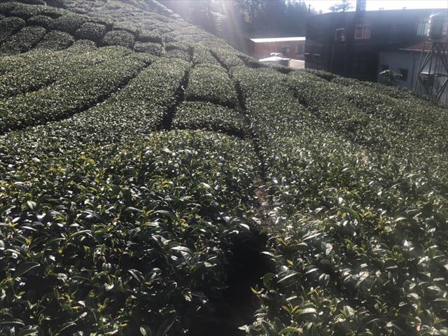 茶製品-茶 產品圖片（圖片編號 622951）