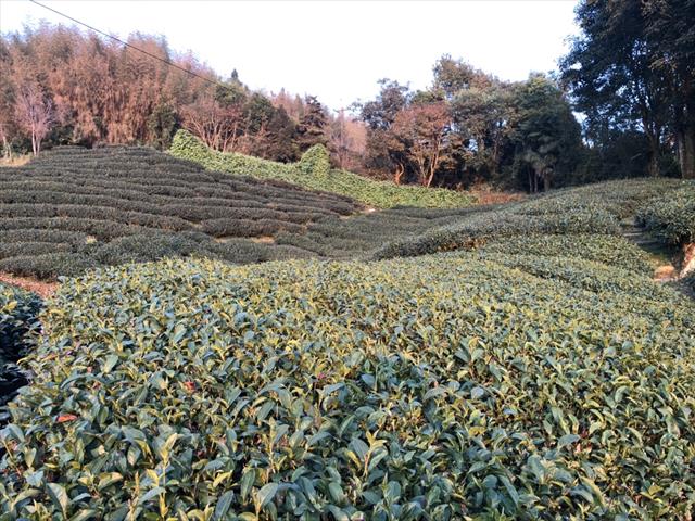 茶製品-茶 產品圖片（圖片編號 622952）