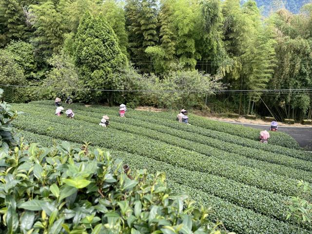 茶製品-茶 產品圖片（圖片編號 622982）