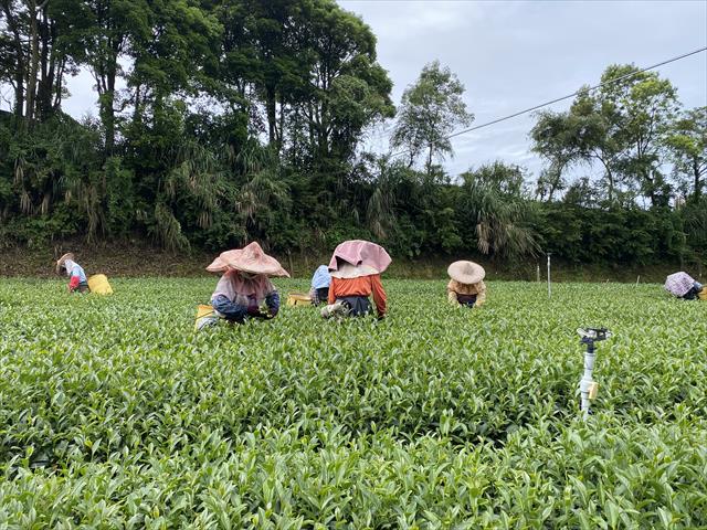 茶製品-茶 產品圖片（圖片編號 623001）