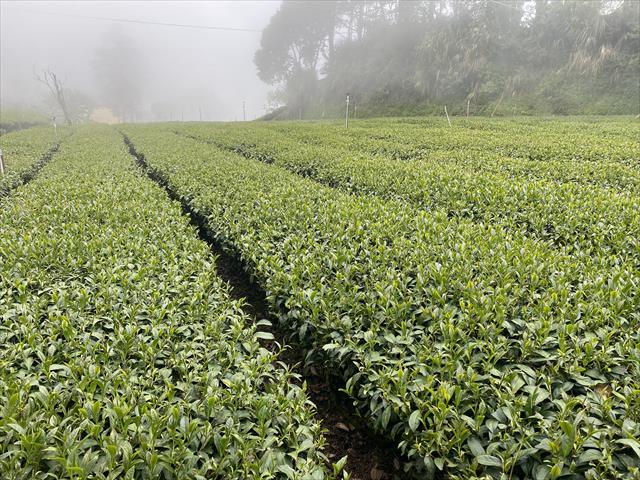 茶製品-茶 產品圖片（圖片編號 623002）