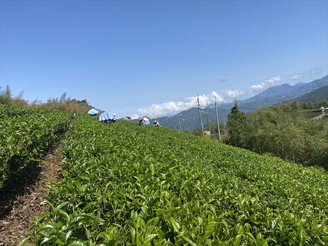 茶製品-茶 產品圖片（圖片編號 623003）