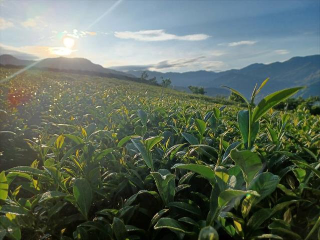 茶製品-茶 產品圖片（圖片編號 623006）