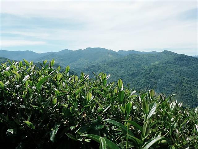 茶製品-茶 產品圖片（圖片編號 623007）