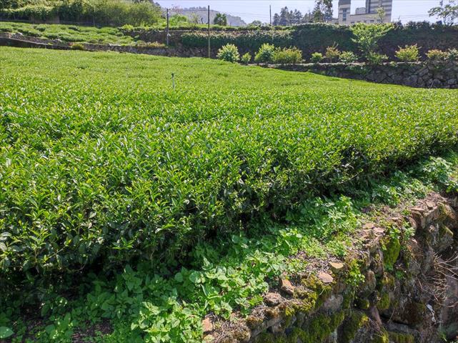 茶製品-茶 產品圖片（圖片編號 623011）