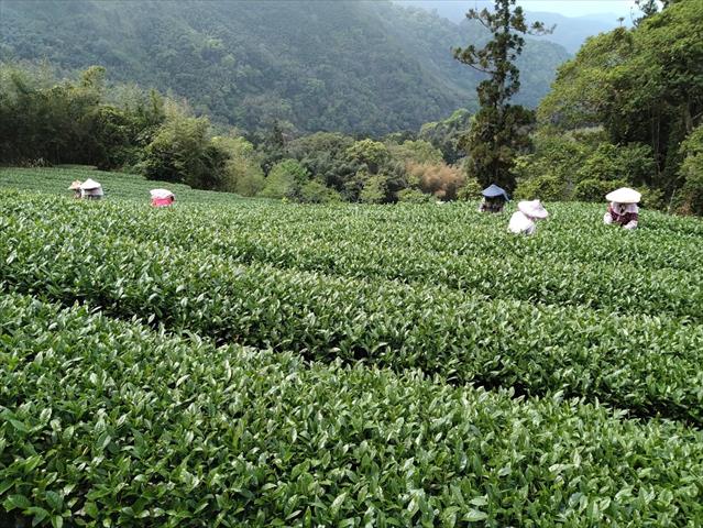 茶製品-茶 產品圖片（圖片編號 623012）