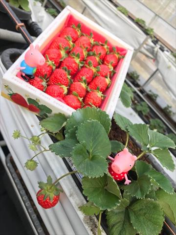 草莓 產品圖片（產品編號 470842）