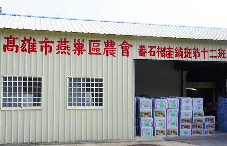 番石榴(芭樂) 產品圖片（產品編號 471302）