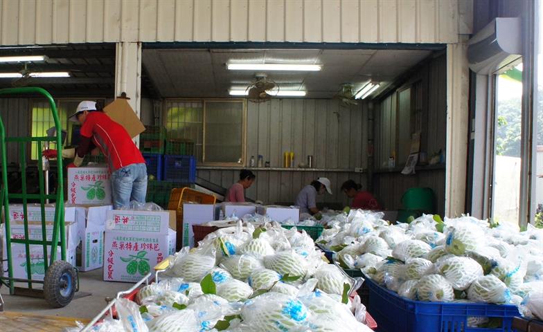 番石榴(芭樂) 產品圖片（圖片編號 624099）