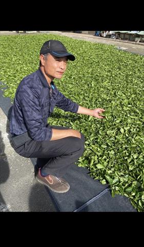 茶製品-茶 產品圖片（產品編號 471624）