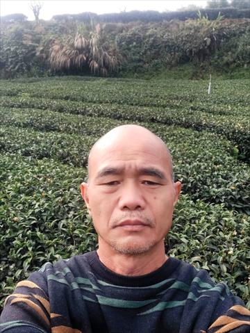 茶製品-茶 產品圖片（產品編號 471895）