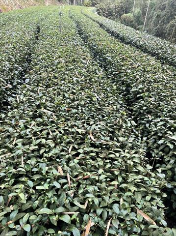 茶製品-茶 產品圖片（產品編號 471906）