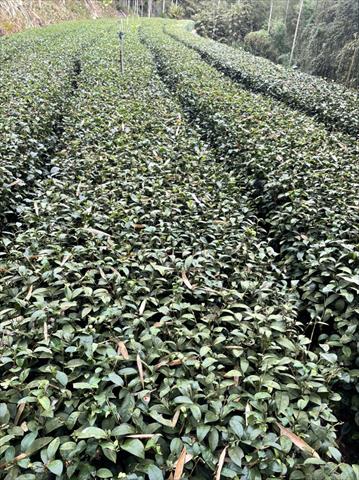 茶製品-茶 產品圖片（圖片編號 626882）
