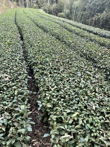茶製品-茶 產品圖片（圖片編號 626883）