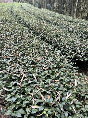 茶製品-茶 產品圖片（圖片編號 626887）