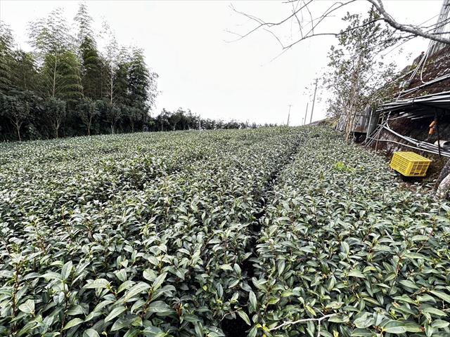 茶製品-茶 產品圖片（圖片編號 626890）