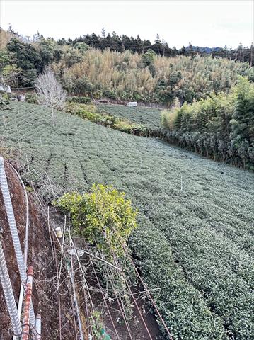 茶製品-茶 產品圖片（圖片編號 626891）