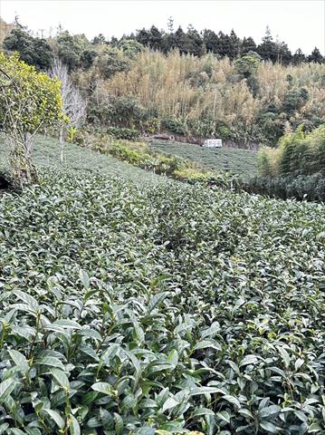 茶製品-茶 產品圖片（產品編號 471909）