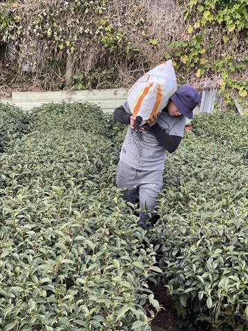 茶製品-茶 產品圖片（圖片編號 626900）