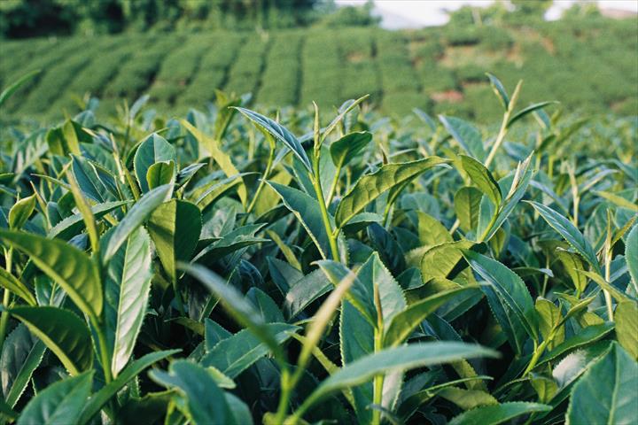 茶製品-茶 產品圖片（圖片編號 627487）
