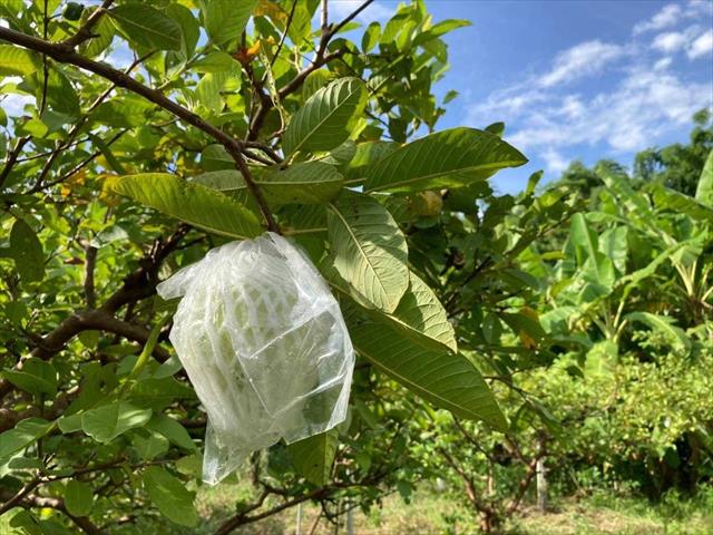 番石榴(芭樂) 產品圖片（產品編號 473124）