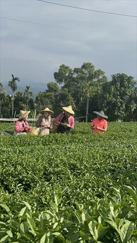 茶製品-茶 產品圖片（圖片編號 628203）