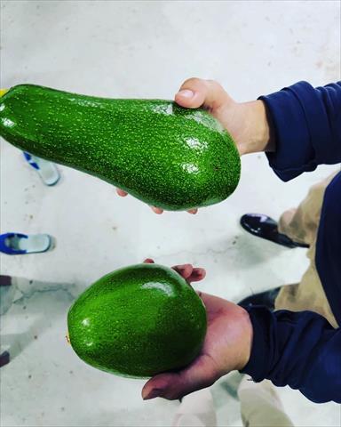 酪梨 產品圖片（圖片編號 628326）