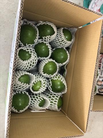 酪梨 產品圖片（圖片編號 628327）