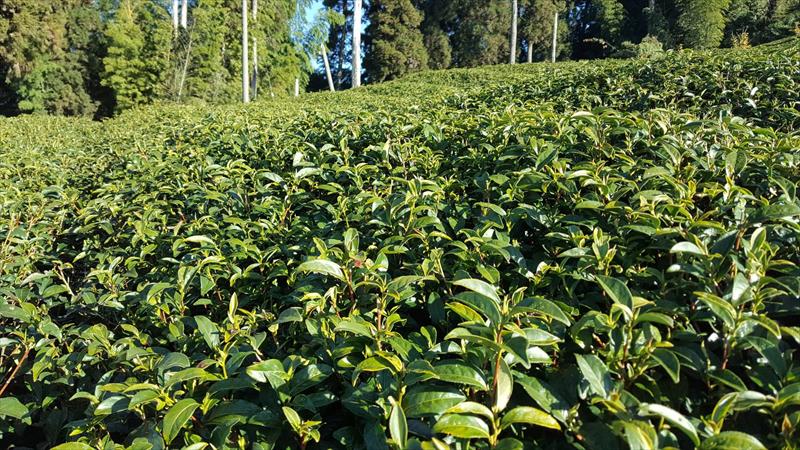 茶製品-茶 產品圖片（圖片編號 629036）
