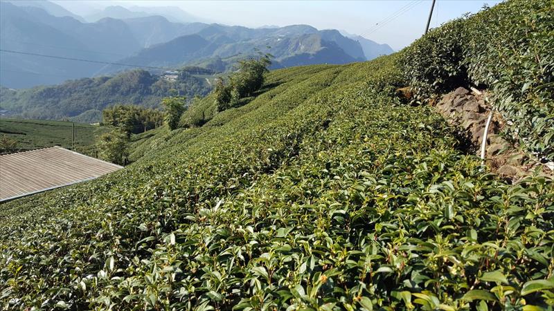 茶製品-茶 產品圖片（圖片編號 629037）